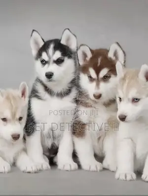Photo - 1-3 months Male Purebred Siberian Husky