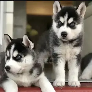 Photo - 1-3 months Male Purebred Siberian Husky