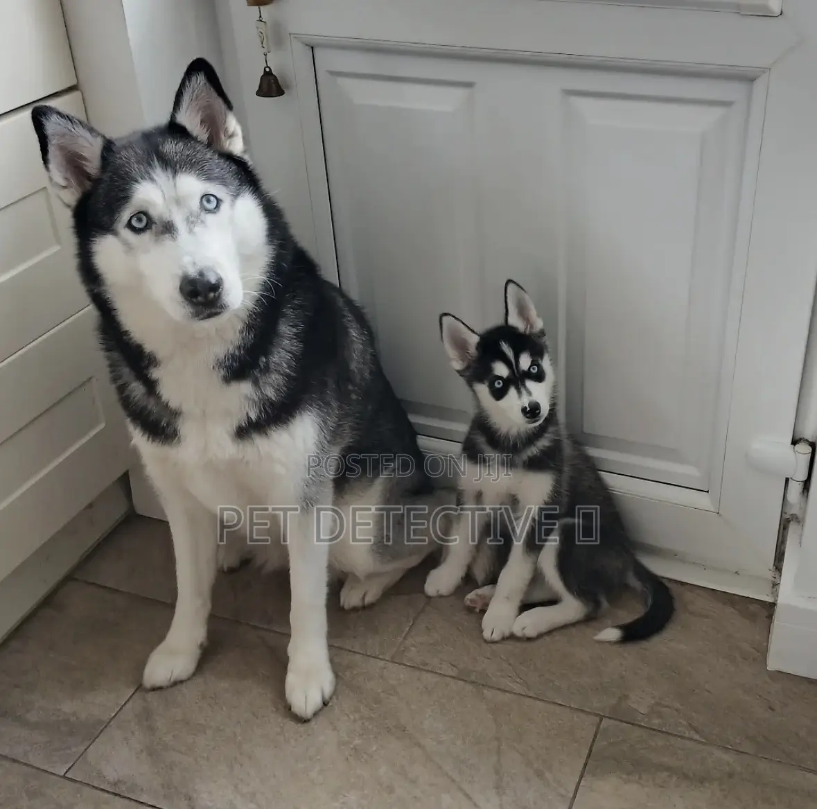 1-3 months Male Purebred Siberian Husky