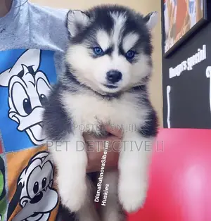 Photo - 1-3 months Male Purebred Siberian Husky