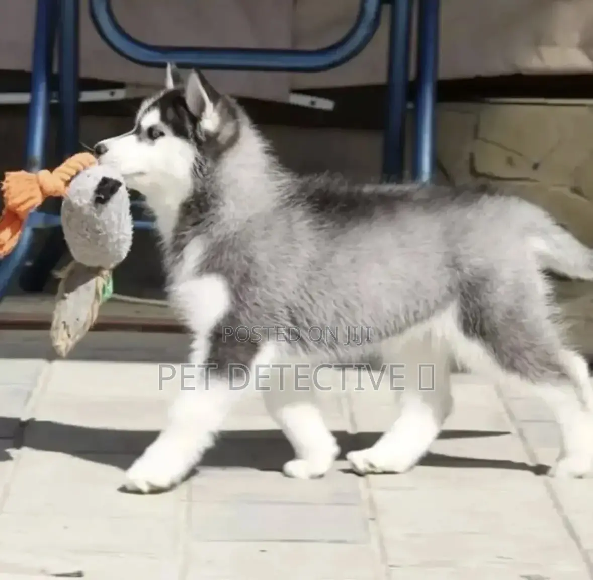 1-3 months Male Purebred Siberian Husky