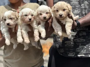 1-3 months Male Purebred Maltese