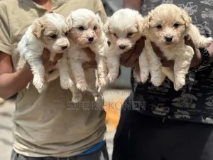 1-3 months Male Purebred Maltese