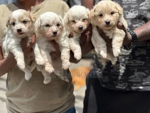 Photo - 1-3 months Male Purebred Maltese