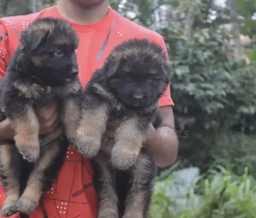 1-3 months Male Purebred German Shepherd