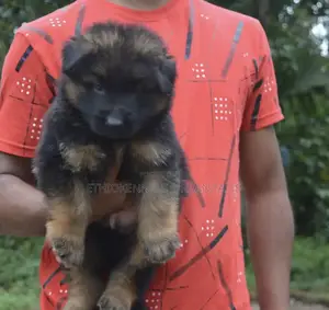 1-3 months Male Purebred German Shepherd