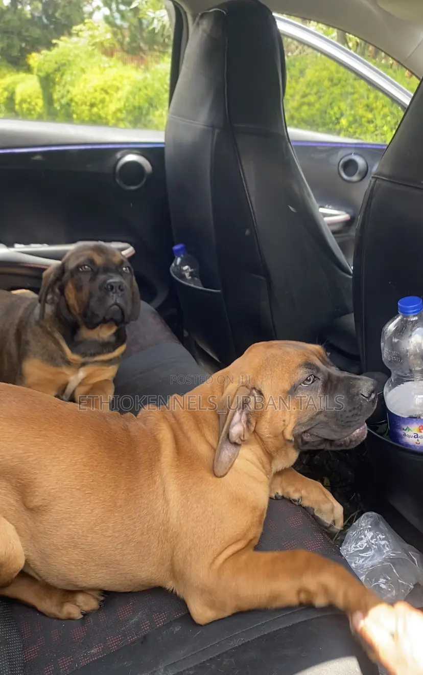 1-3 months Male Purebred Boerboel