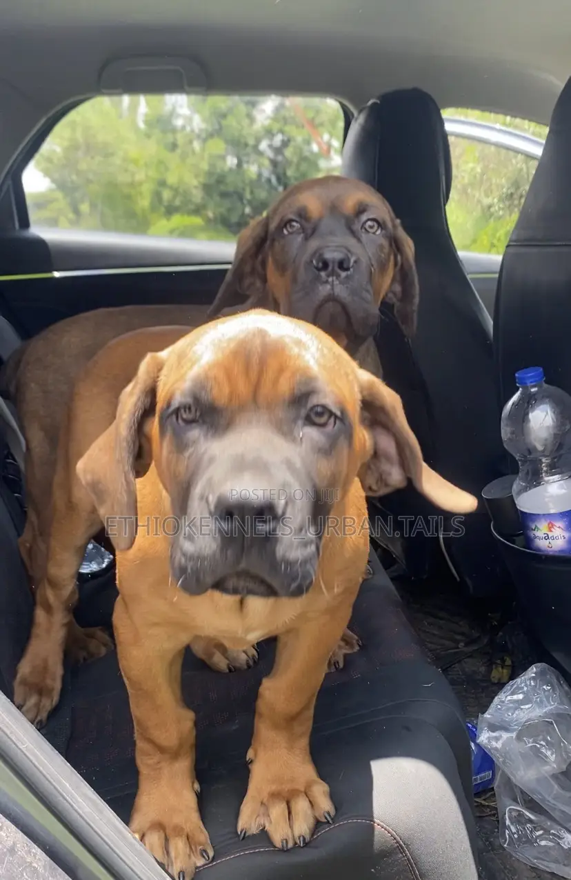 1-3 months Male Purebred Boerboel