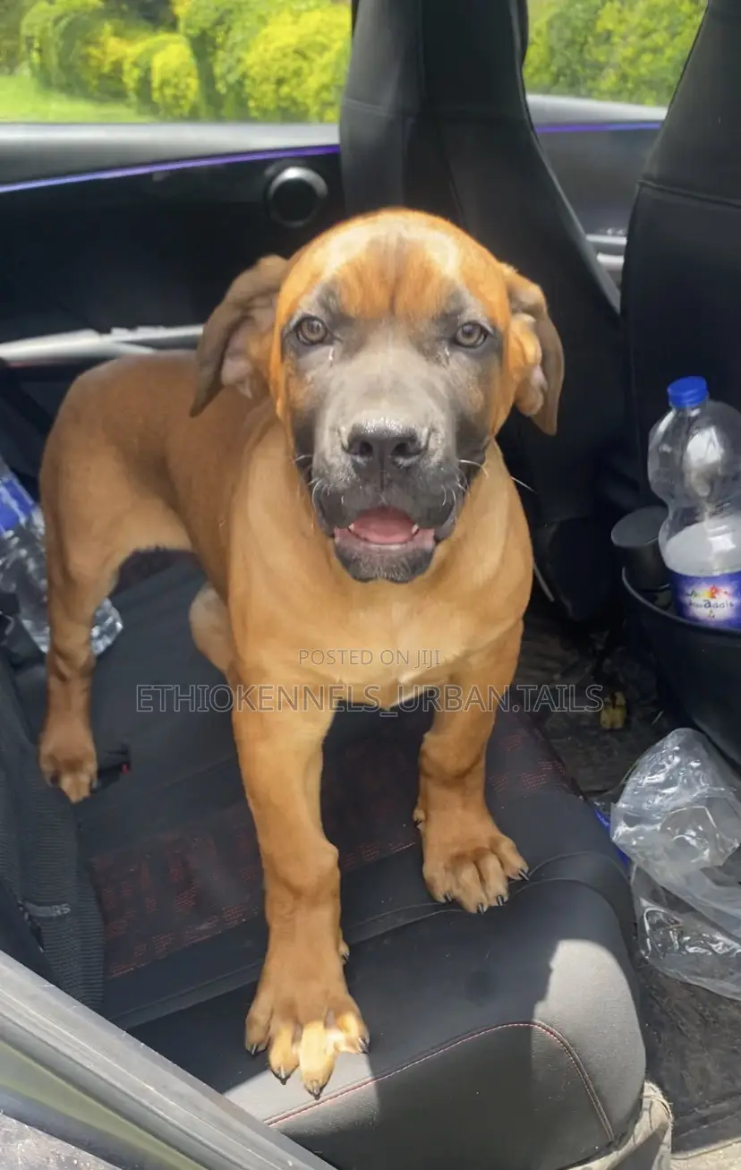 1-3 months Male Purebred Boerboel
