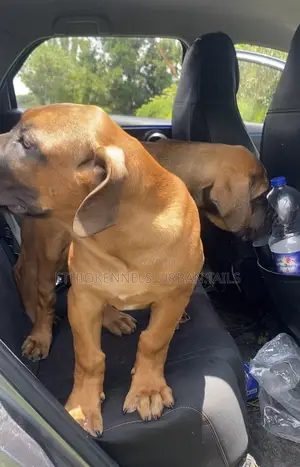 1-3 months Male Purebred Boerboel