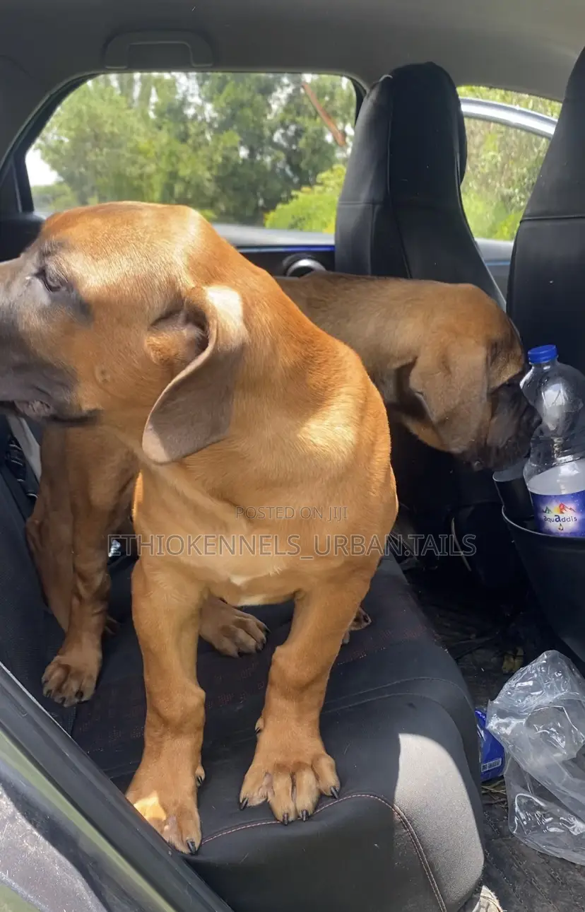 1-3 months Male Purebred Boerboel