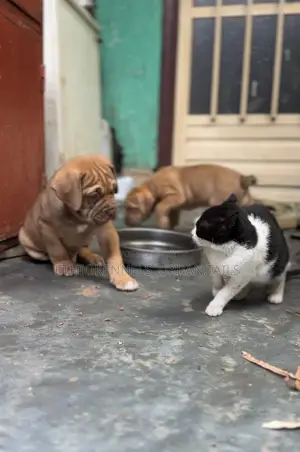 Photo - 1-3 months Male Purebred Mastiff