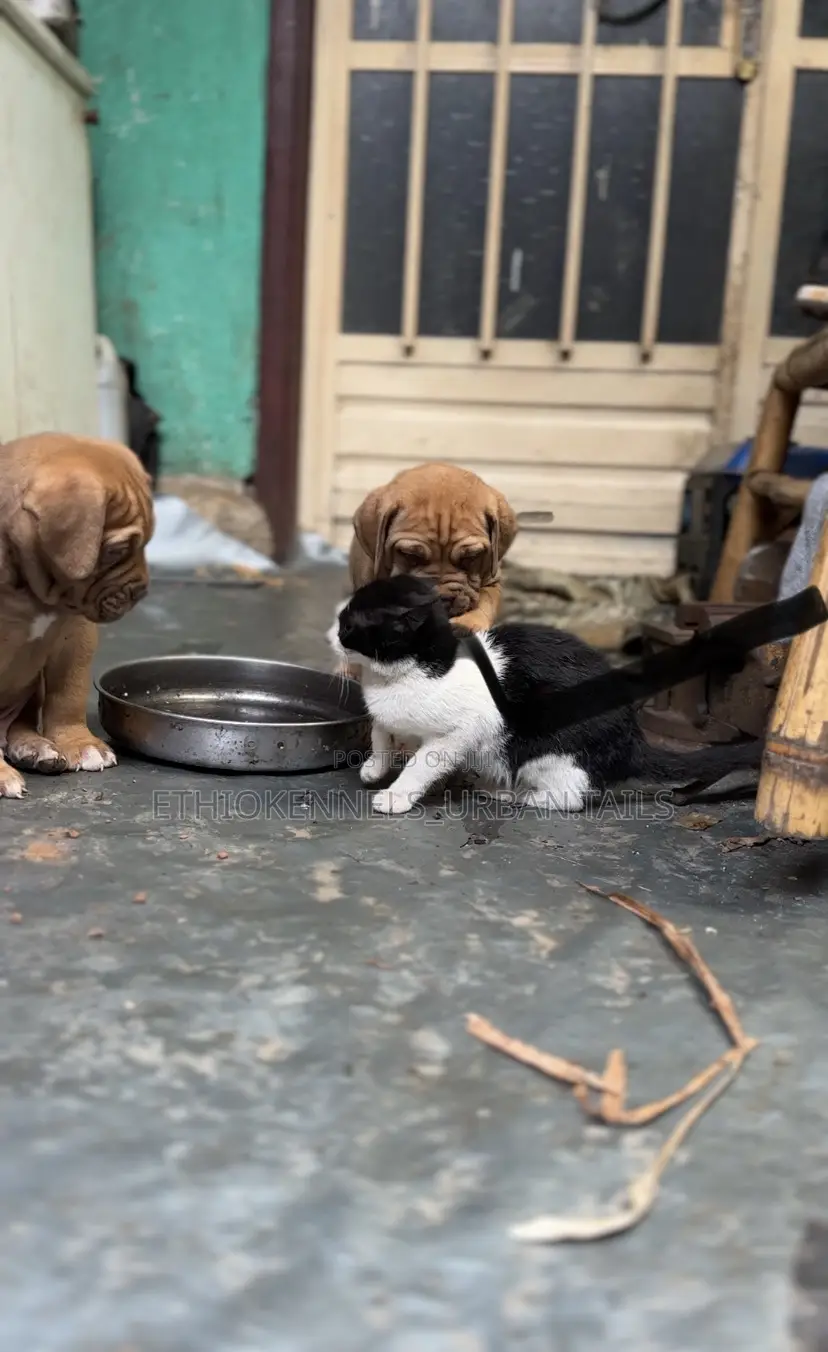 1-3 months Male Purebred Mastiff