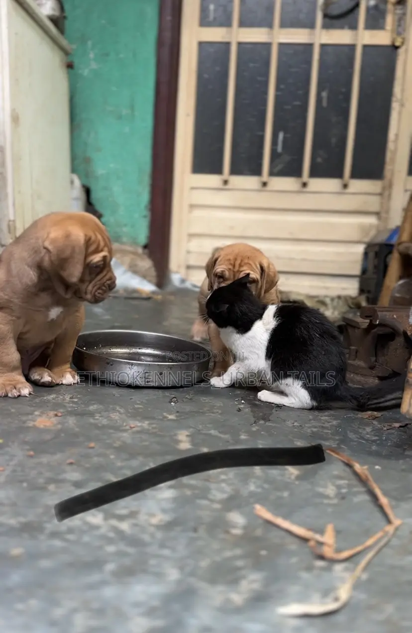 1-3 months Male Purebred Mastiff