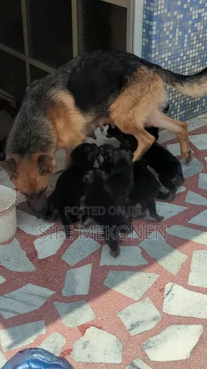 Photo - 1-3 months Male Purebred German Shepherd