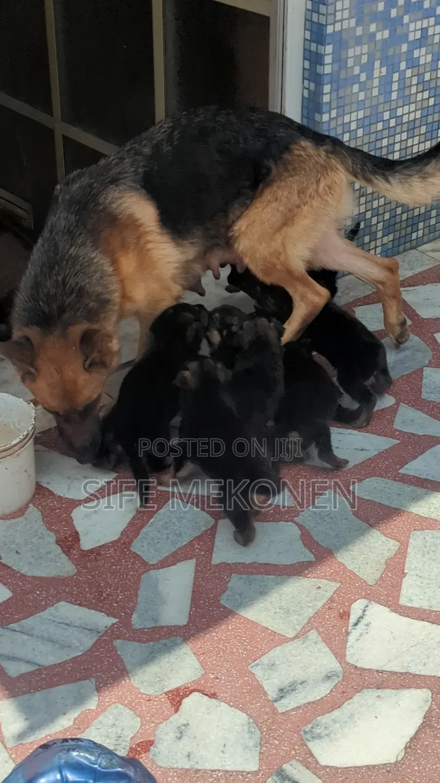 1-3 months Male Purebred German Shepherd