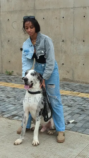 Photo - 1-3 months Male Purebred Great Dane