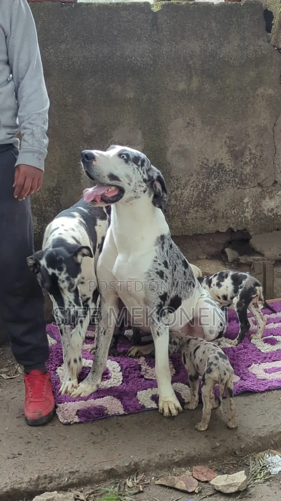 1-3 months Male Purebred Great Dane
