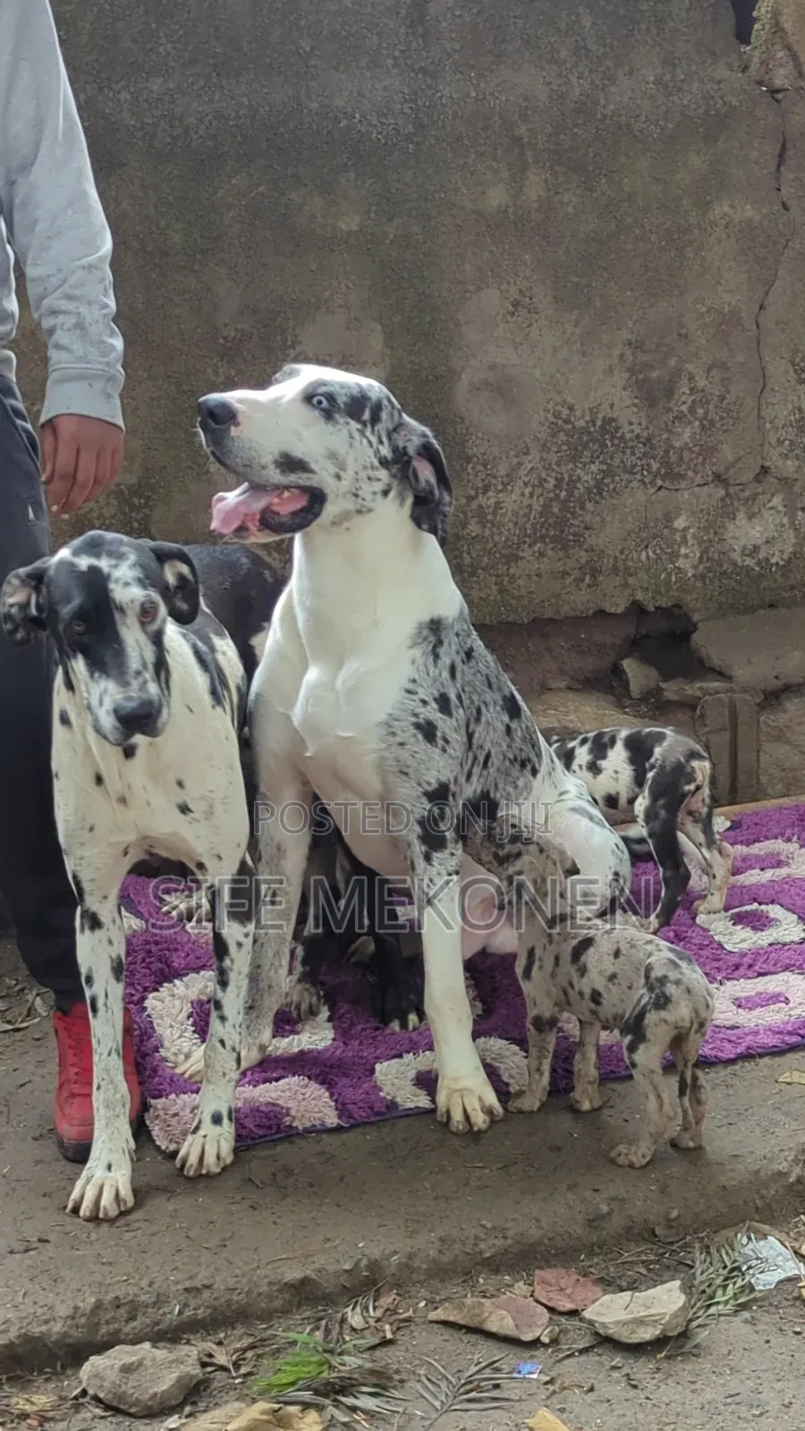 1-3 months Male Purebred Great Dane