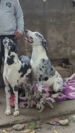 1-3 months Male Purebred Great Dane