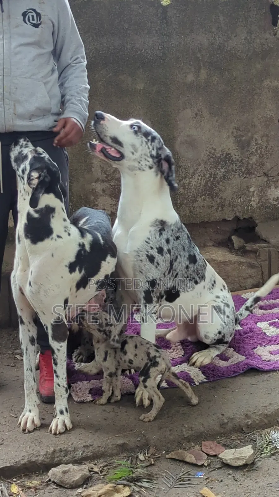 1-3 months Male Purebred Great Dane