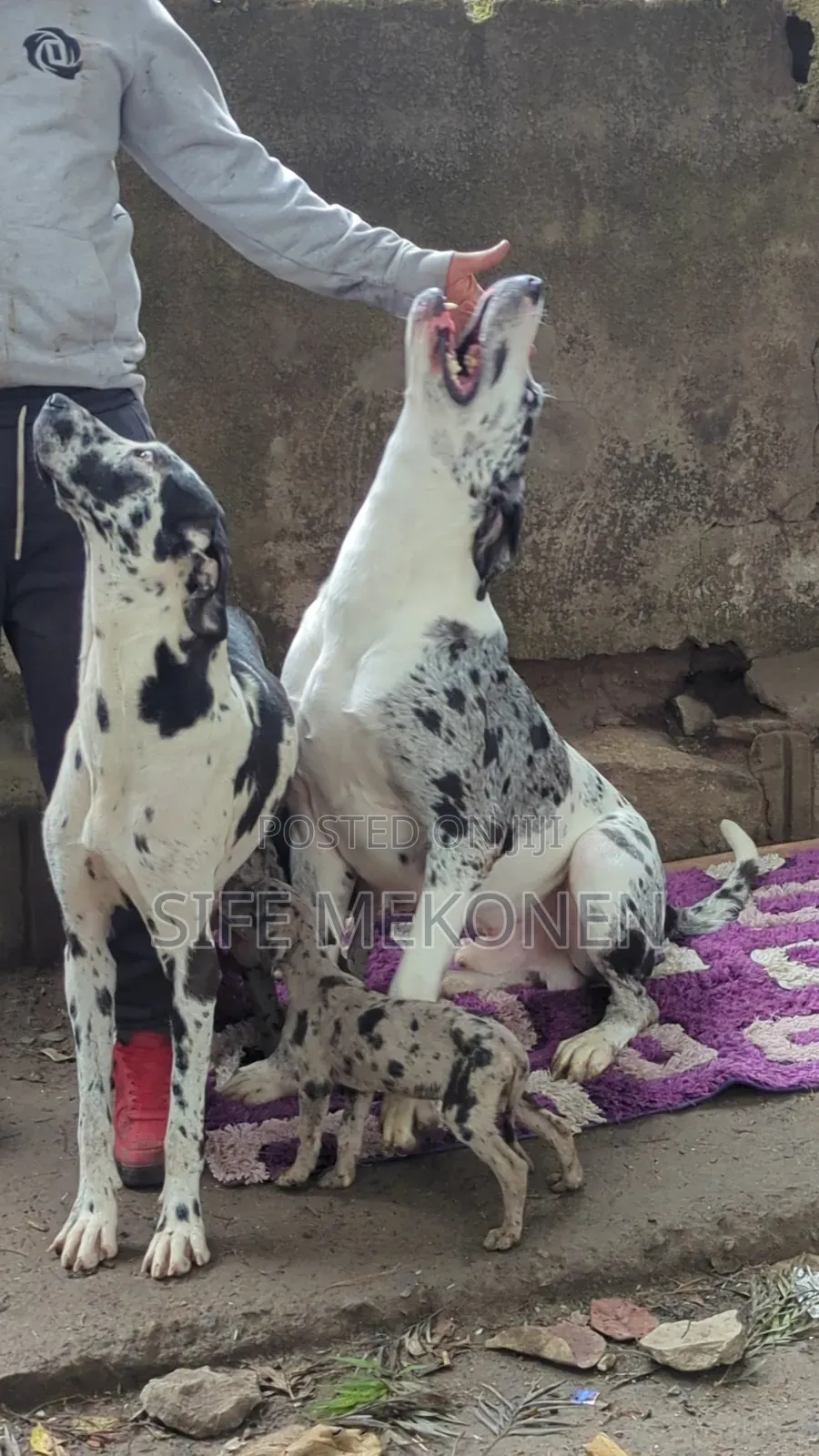 1-3 months Male Purebred Great Dane