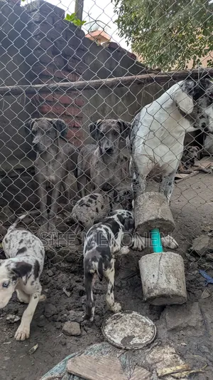 3-6 months Female Purebred Great Dane