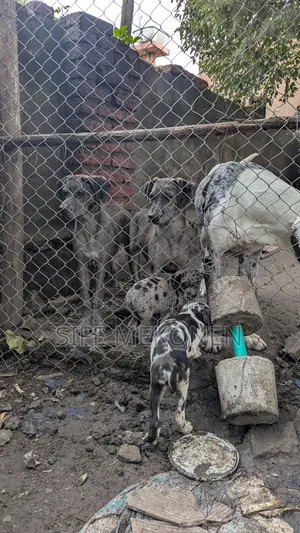 3-6 months Female Purebred Great Dane