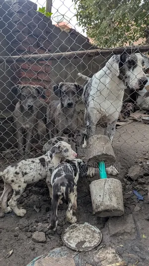 3-6 months Female Purebred Great Dane