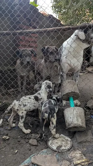 3-6 months Female Purebred Great Dane