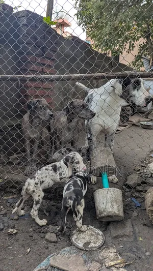 3-6 months Female Purebred Great Dane