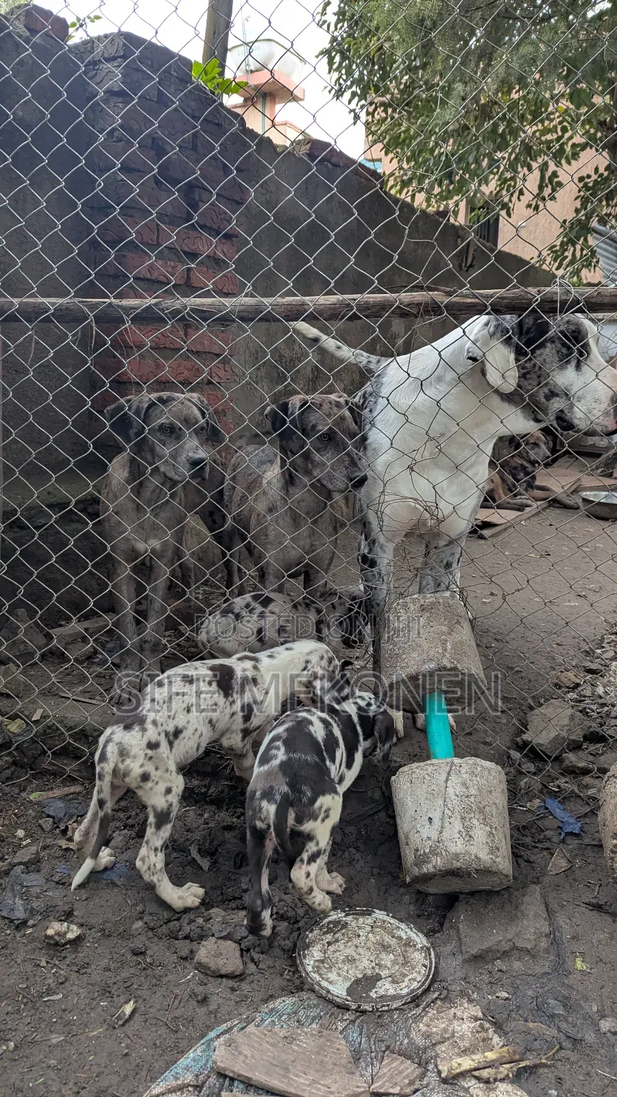 3-6 months Female Purebred Great Dane