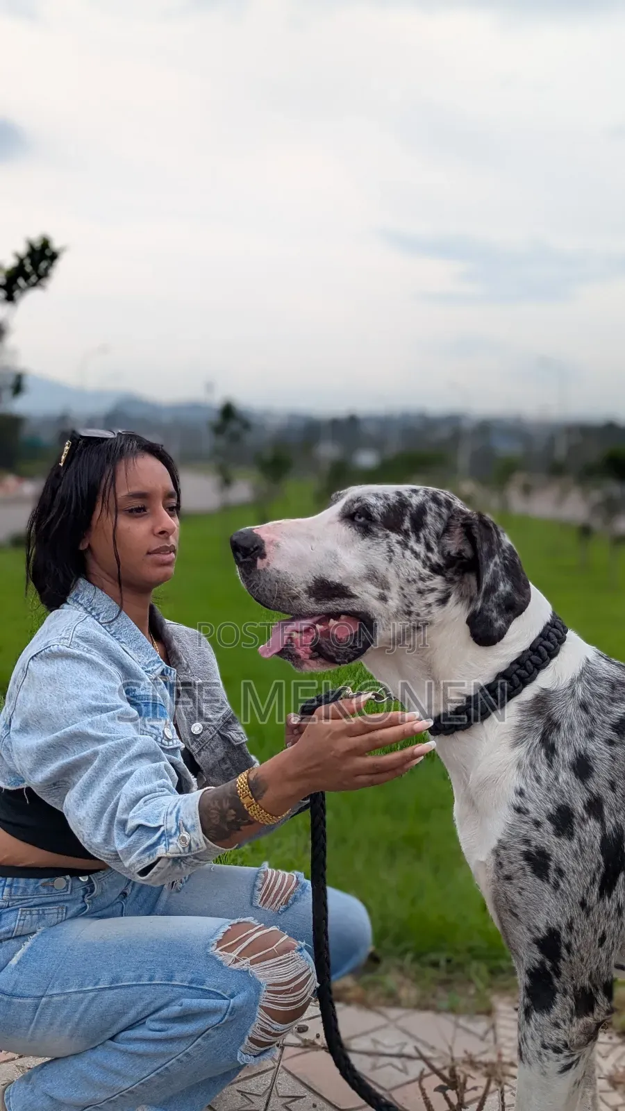 1-3 months Male Purebred Great Dane