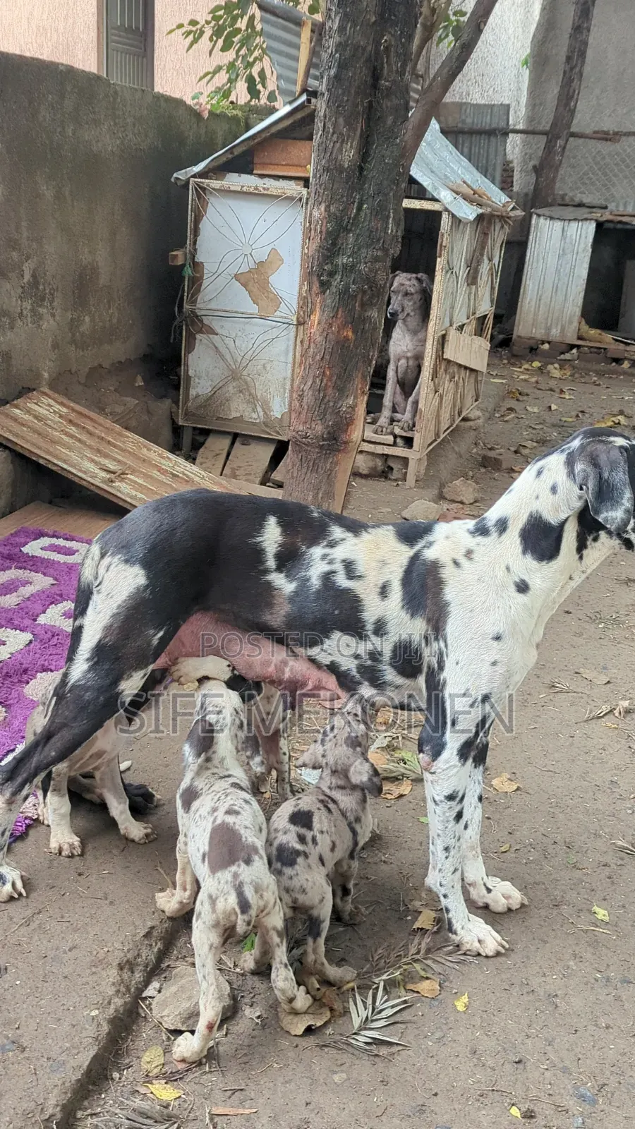 1-3 months Male Purebred Great Dane