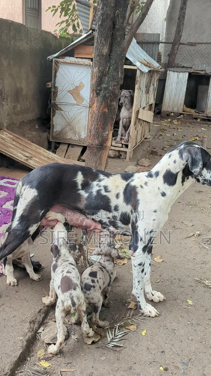 1-3 months Male Purebred Great Dane