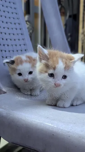 1-3 months Male Purebred Abyssinian