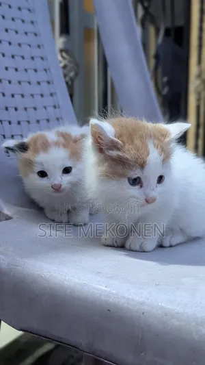 1-3 months Male Purebred Abyssinian