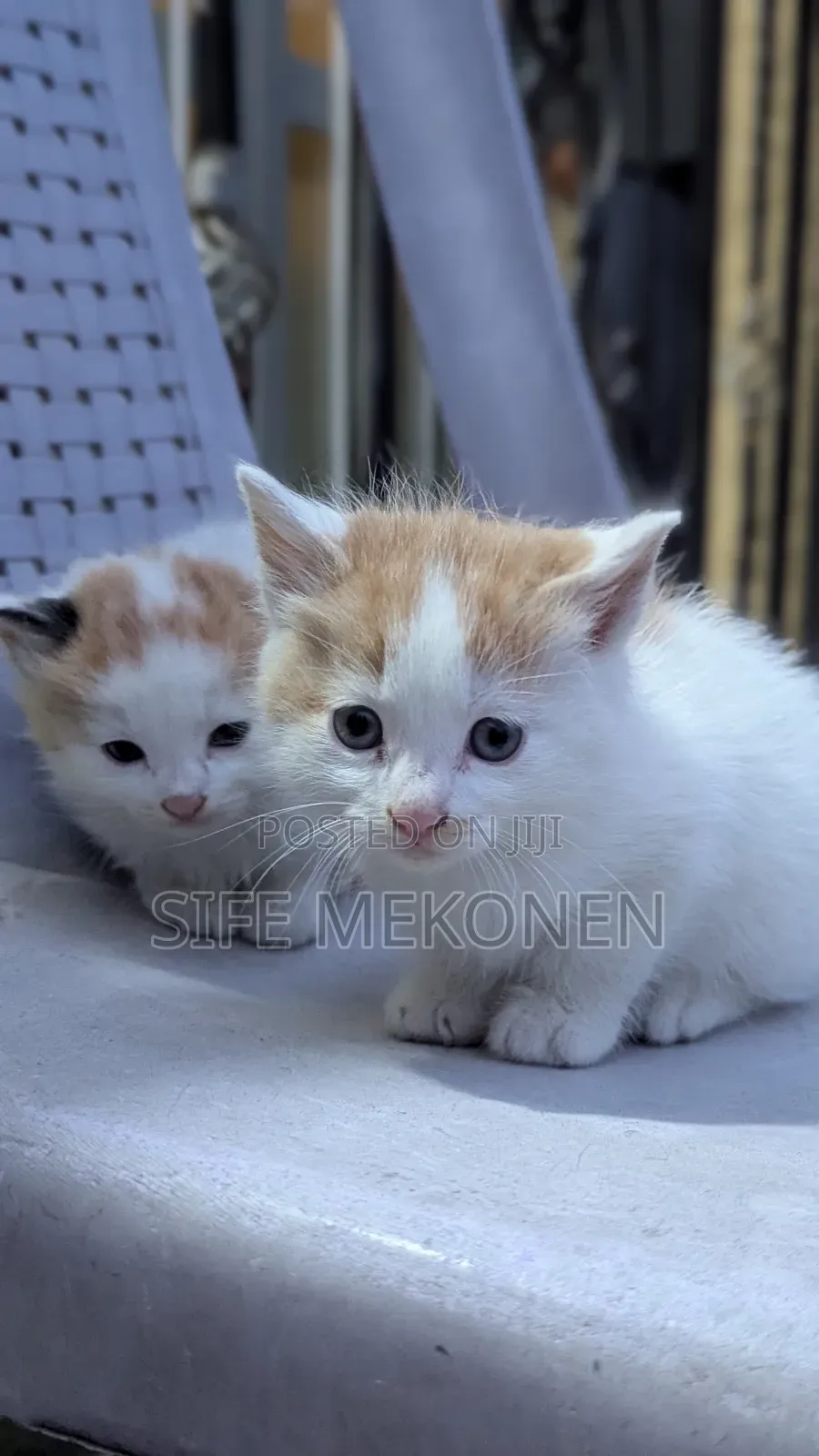 1-3 months Male Purebred Abyssinian