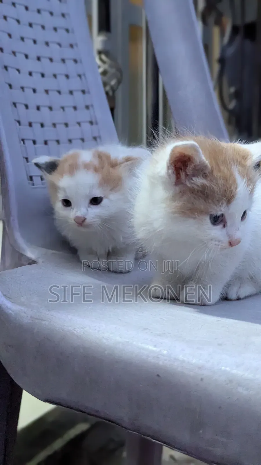 1-3 months Male Purebred Abyssinian