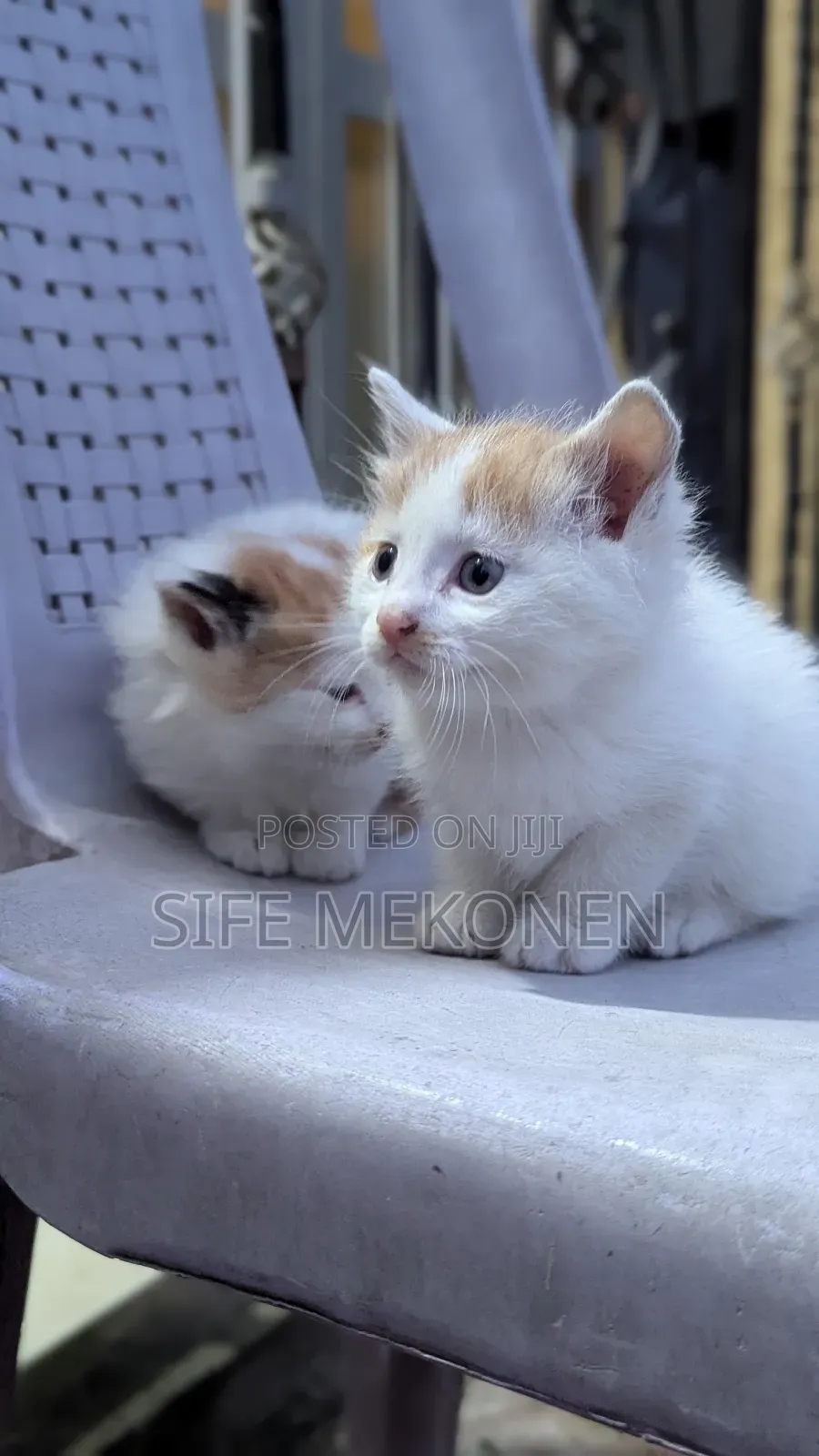 1-3 months Male Purebred Abyssinian