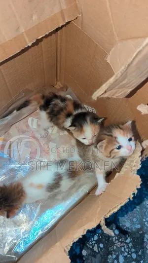 1-3 months Male Purebred Abyssinian