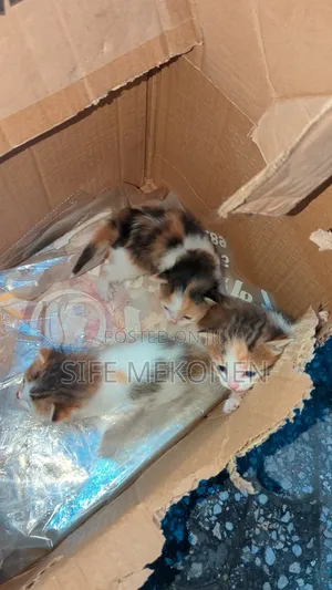 Photo - 1-3 months Male Purebred Abyssinian