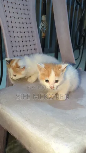 1-3 months Male Purebred Abyssinian