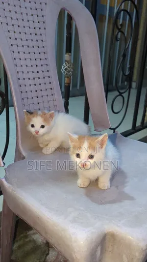 Photo - 1-3 months Male Purebred Abyssinian