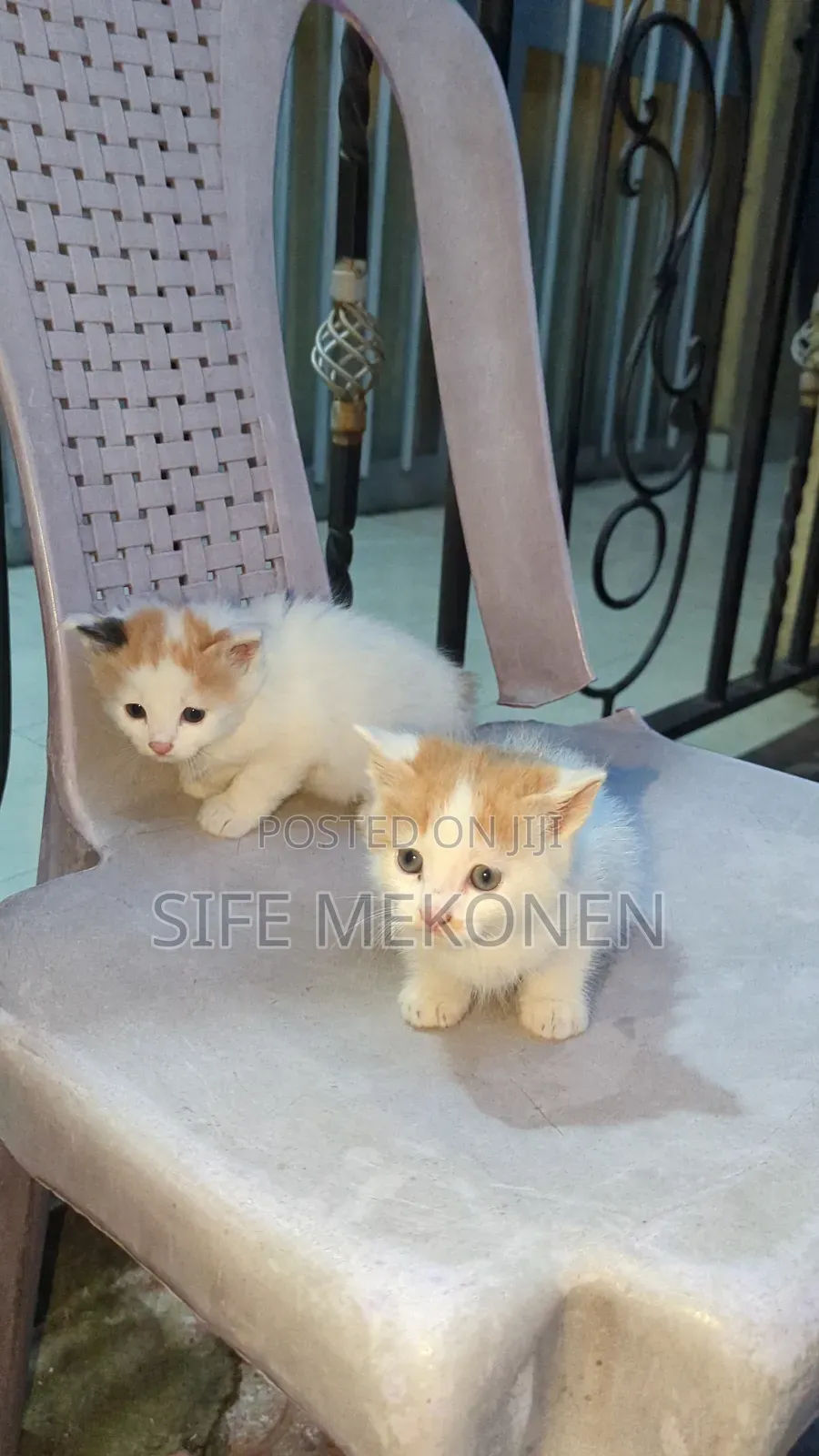 1-3 months Male Purebred Abyssinian