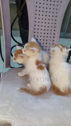 Photo - 1-3 months Male Purebred Abyssinian