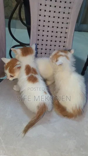 1-3 months Male Purebred Abyssinian