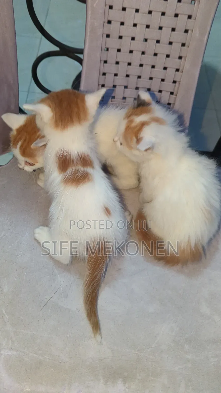 1-3 months Male Purebred Abyssinian