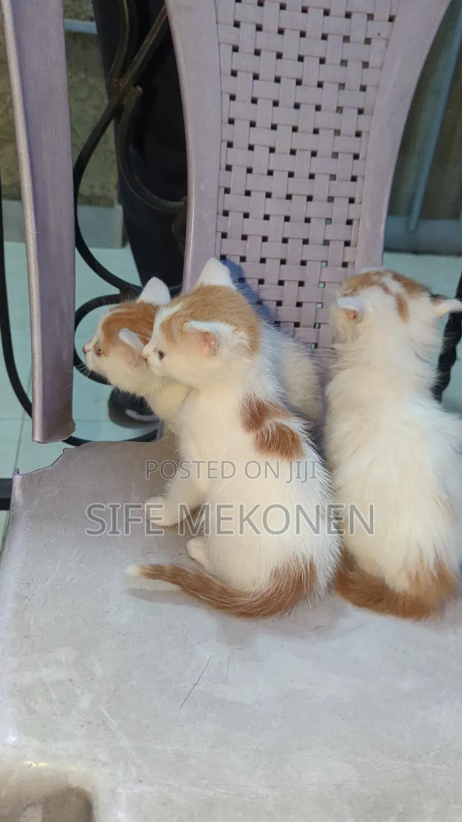 1-3 months Male Purebred Abyssinian