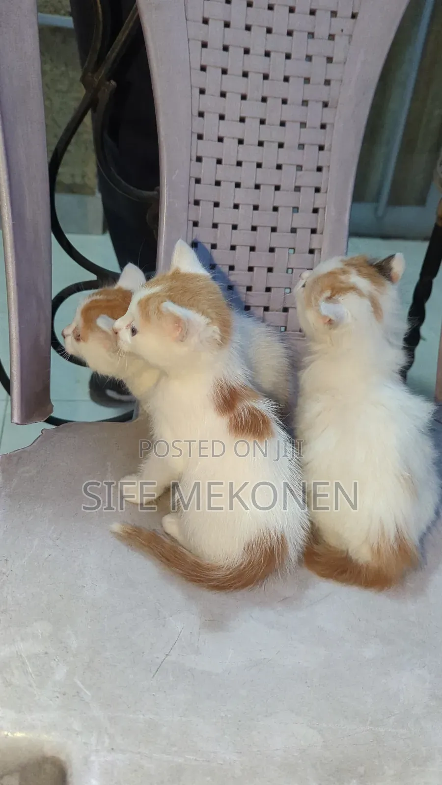 1-3 months Male Purebred Abyssinian